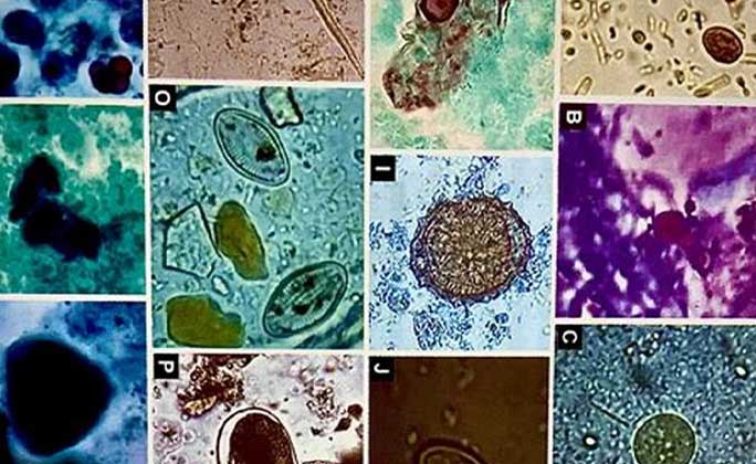 Medical Parasitology